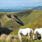 Long Mynd Horses